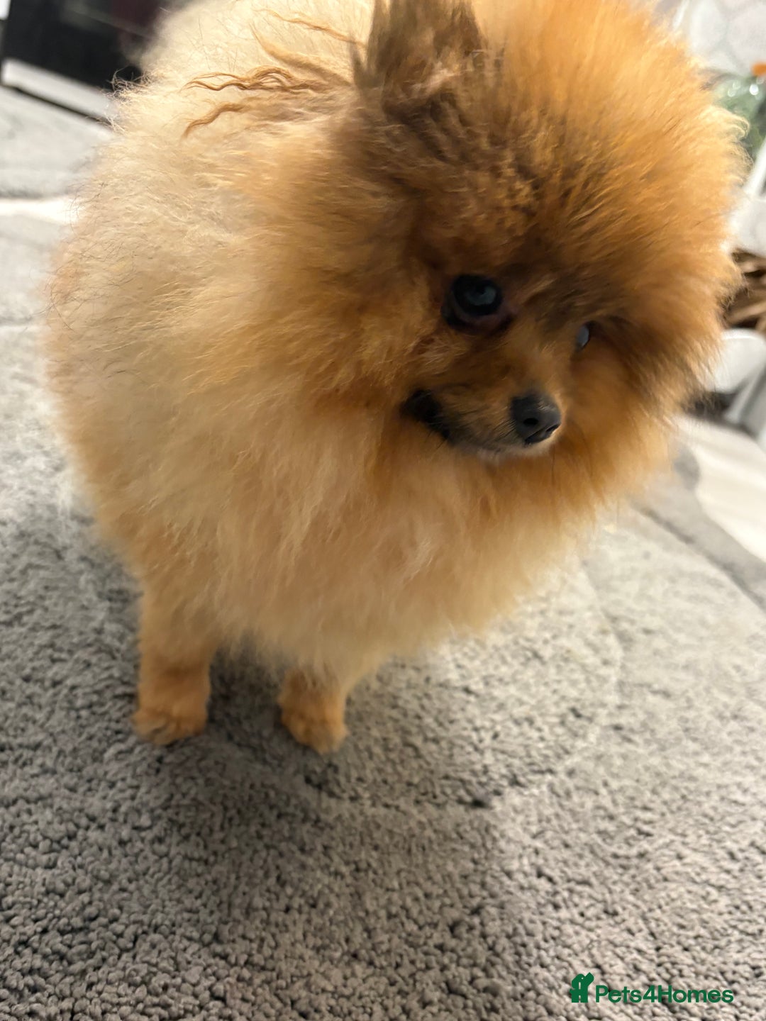 Pomeranian dogs for sale: Beautiful Pomeranian Girl for sale.  - Advert 4