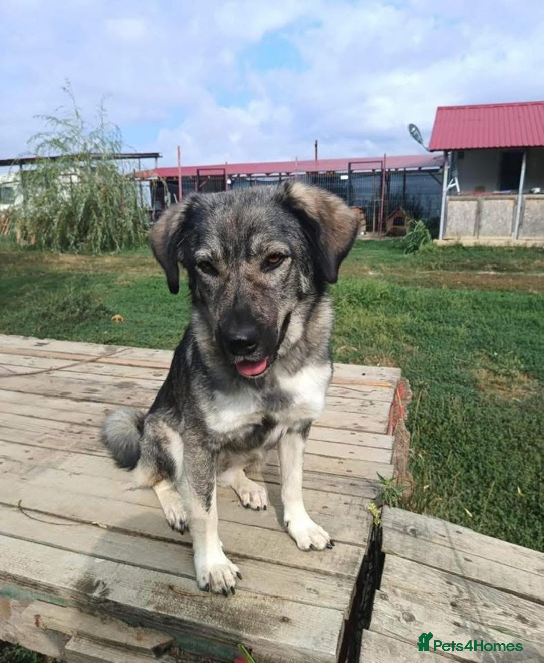 Mixed Breed dogs for adoption: Lola - Norwich Norfolk  - Advert 15