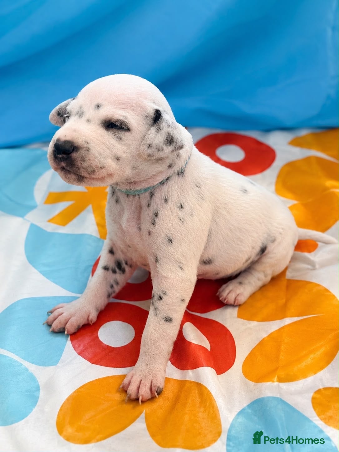 Dalmatian dogs Beautiful Dalmatian puppies - Advert 5
