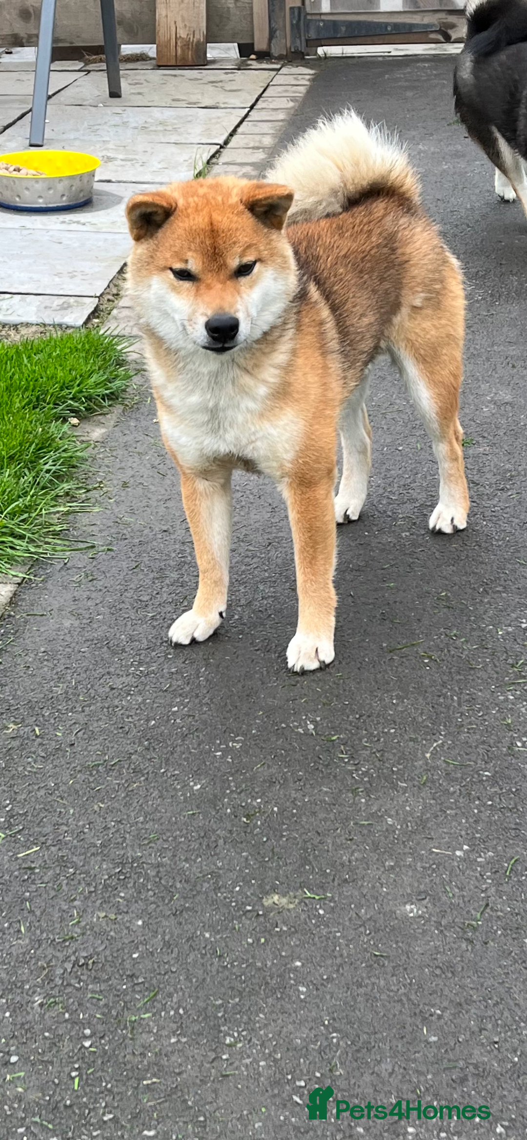 Japanese Shiba Inu dogs for sale: Curfts Qualified Stud For Sale - Very Experienced - Image 3