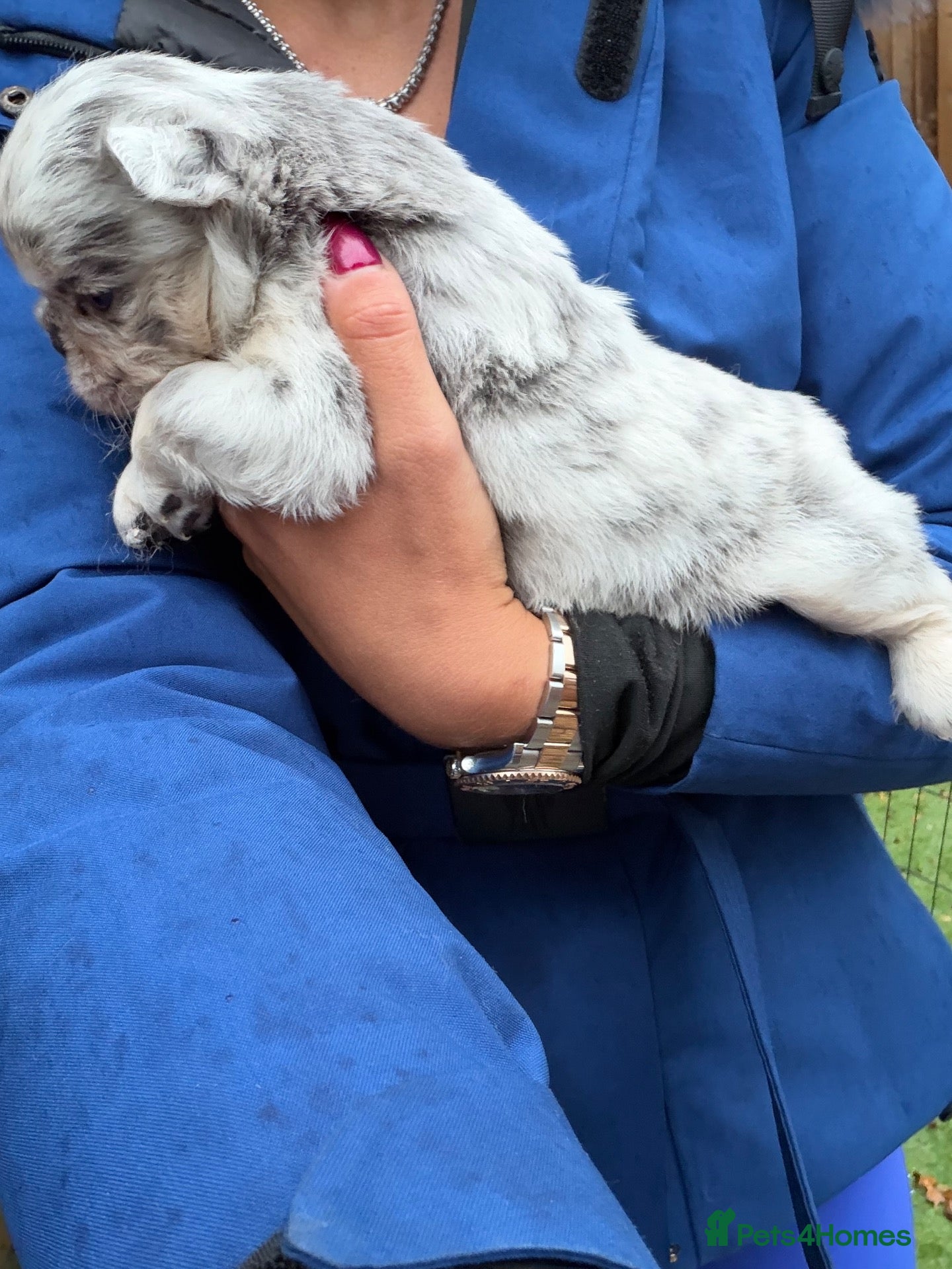 French Bulldog dogs for sale: Last boy top quality fluffy frenchie  - Advert 1