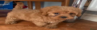 Boy 2