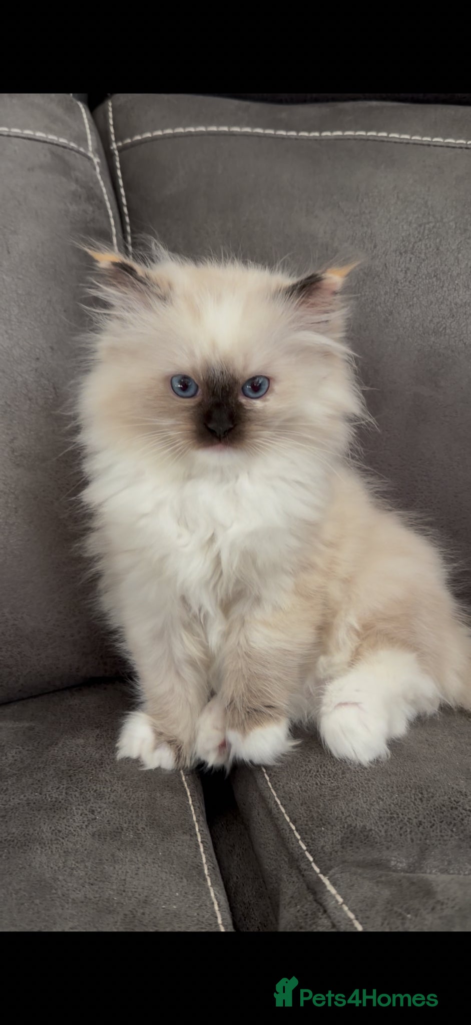 Ragdoll cats GCCF REGISTERED DNA TESTED PARENTS  - Advert 17
