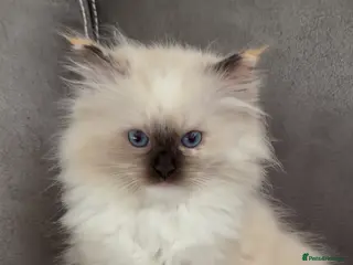 Ragdoll cats GCCF REGISTERED DNA TESTED PARENTS - Advert 17