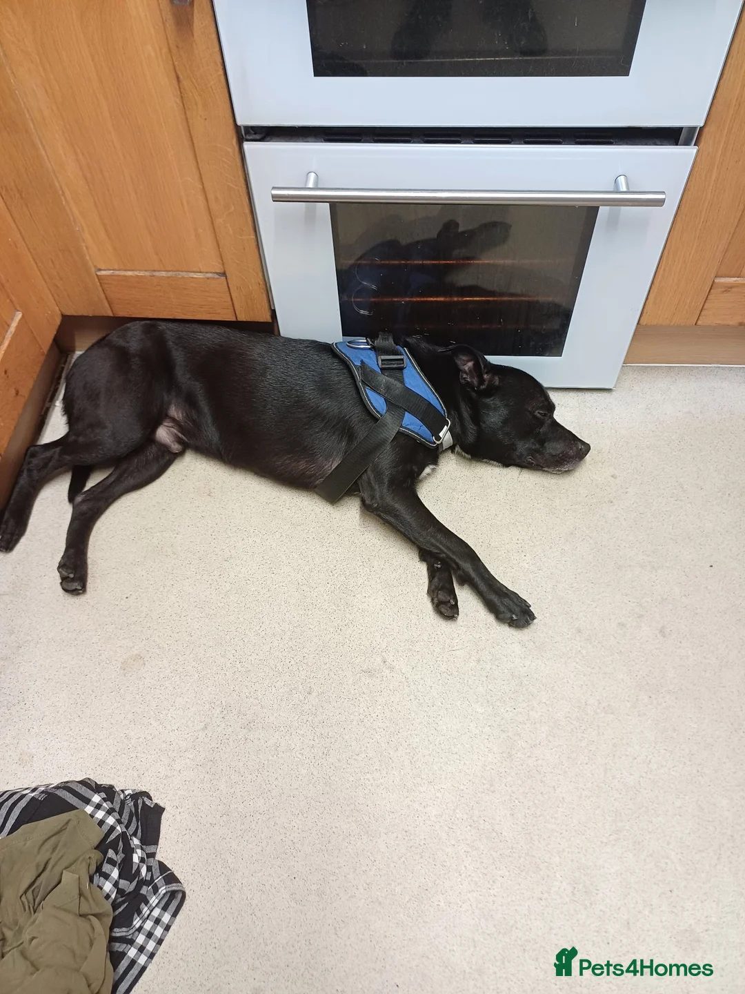 Mixed Breed dogs for sale: 5yr old Staff x Labrador  - Advert 4