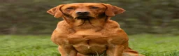 Labrador Retriever dogs for sale: KC, fully health tested fox red Labrador pups  - Advert 4