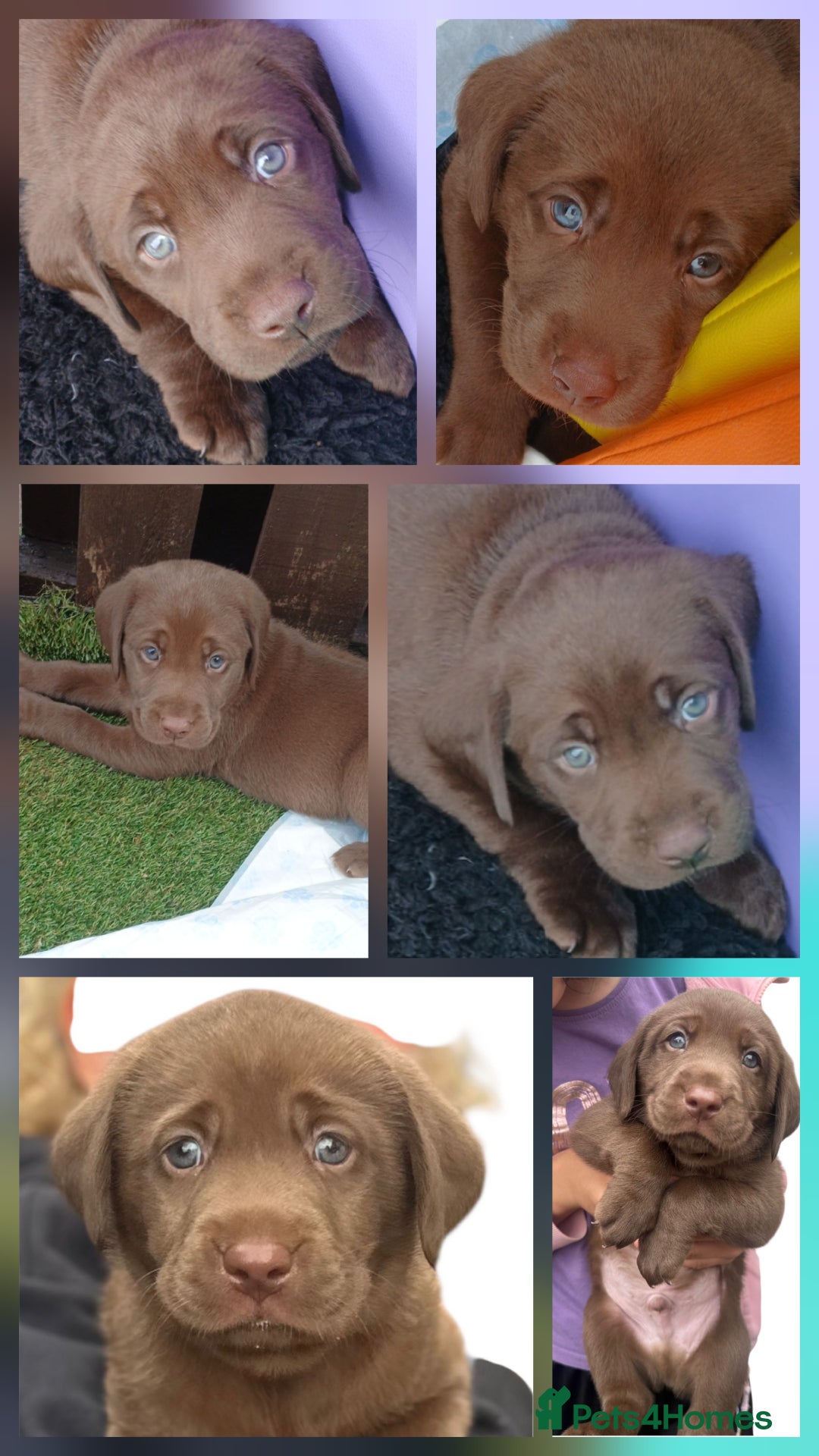 Labrador Retriever dogs for sale: Champain/chocolate puppys - Image 4
