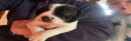 Mixed Breed dogs for sale: 1 male jack Russel/ springer pup  - Advert 7