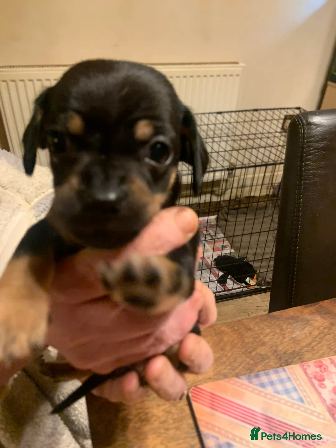Chiweenie dogs for sale: Chiweenie puppies x5 - Advert 15