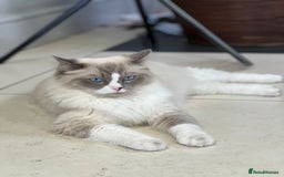 Ragdoll cats for sale: 3 Pure Ragdoll kittens and their mum  - Image 11