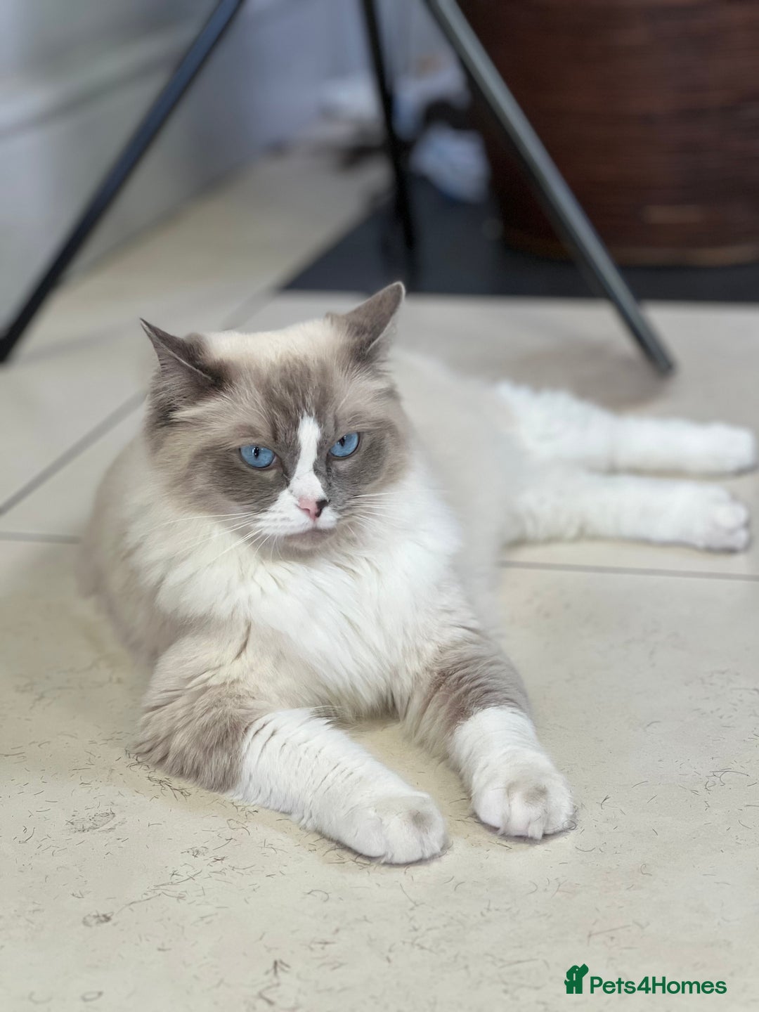 Ragdoll cats for sale: 3 Pure Ragdoll kittens and their mum  - Image 11