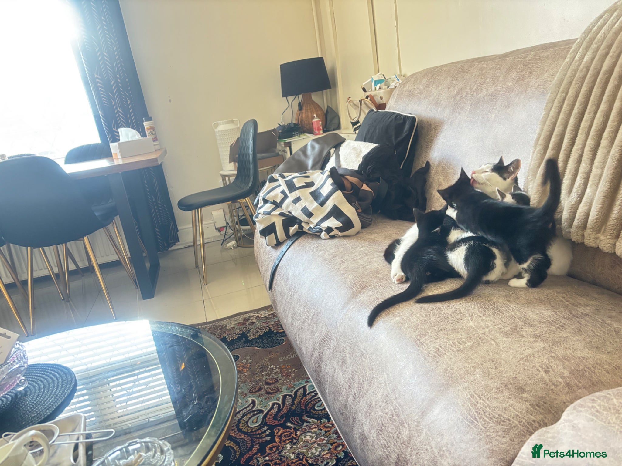 British Shorthair cats Family of cat needing new home  - Advert 1