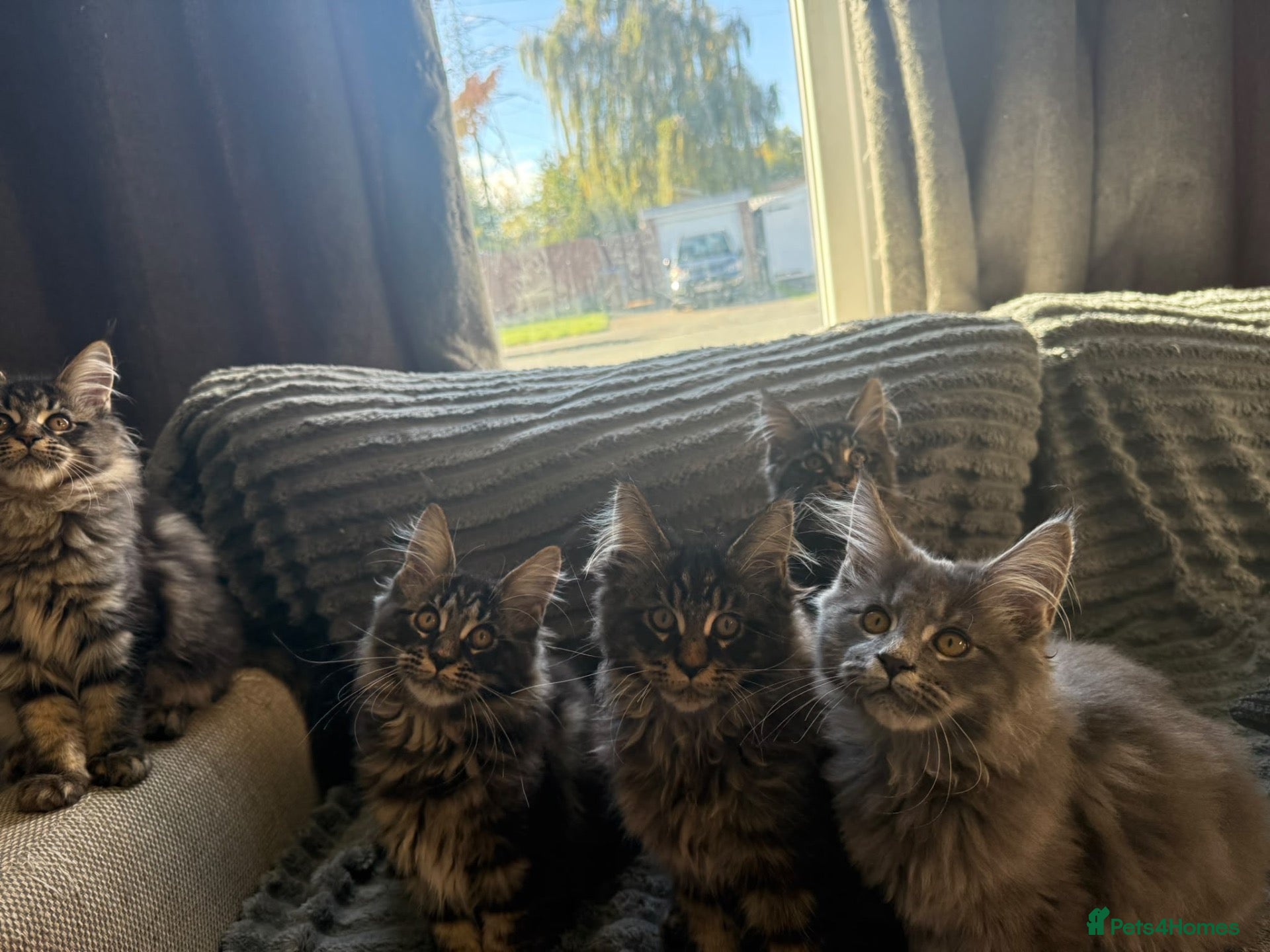 Maine Coon cats READY NOW!, mainecoon kittens - Advert 2