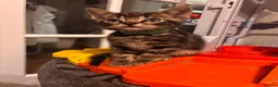 Mixed Breed cats for sale: Adorable kittens for sale  - Advert 30