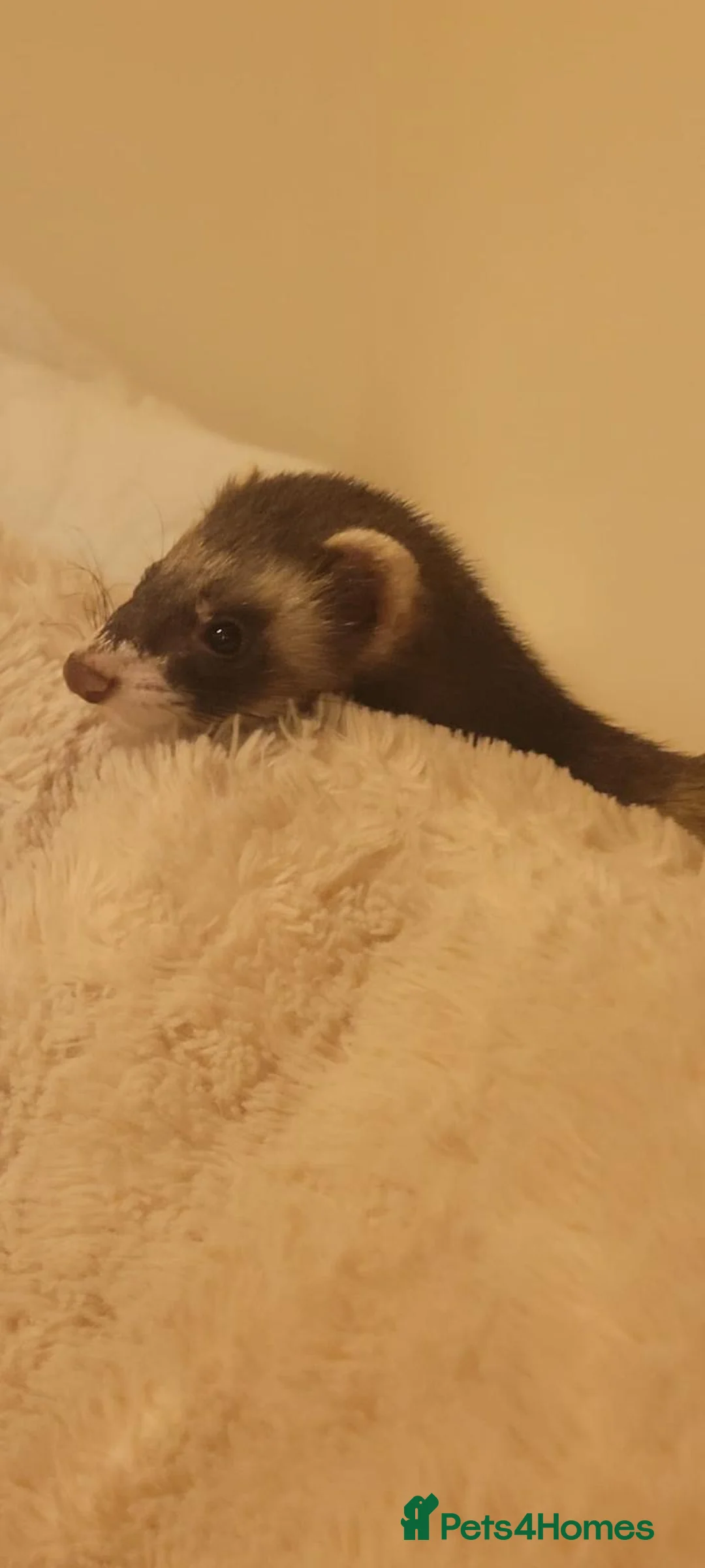 Ferret rodents for sale: 2 male ferret/polcats - Advert 2