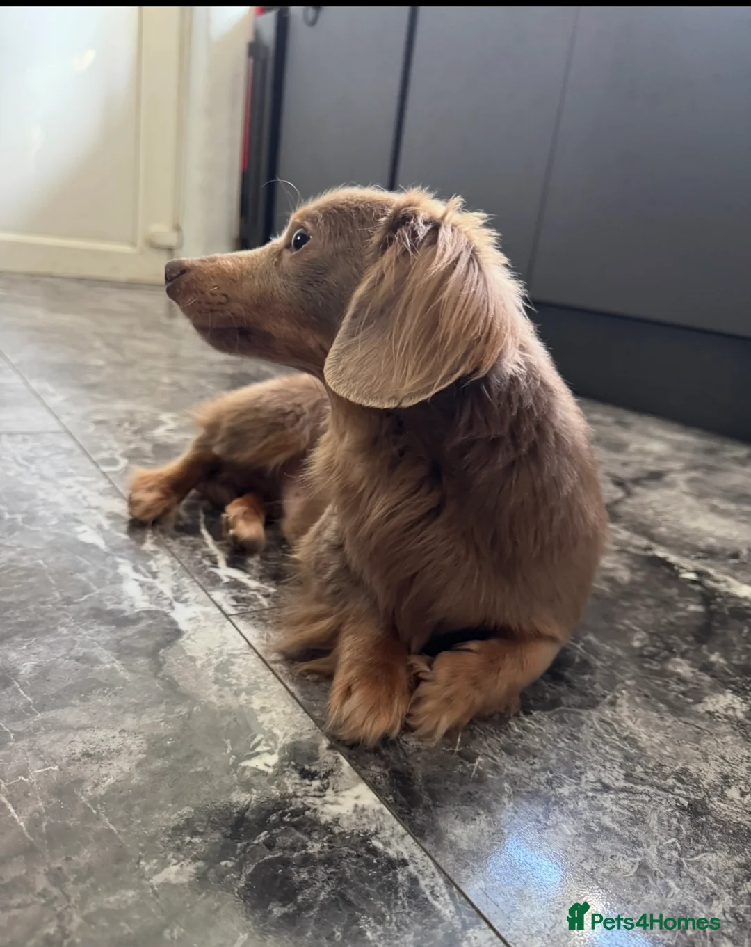 Miniature Dachshund dogs for stud: True Isabella tan long haired mini tiny KC stud  - Advert 3