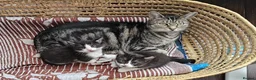 Mixed Breed cats for sale: Adorabile kittens boys for sale  - Advert 1