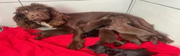 Sprocker dogs for sale: Sprocket Puppys  - Advert 9
