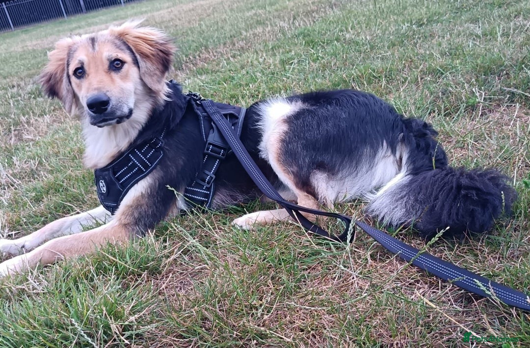 Mixed Breed dogs for adoption: HOPE – “Please, I need a new home …” 🙏🏼 - Image 1