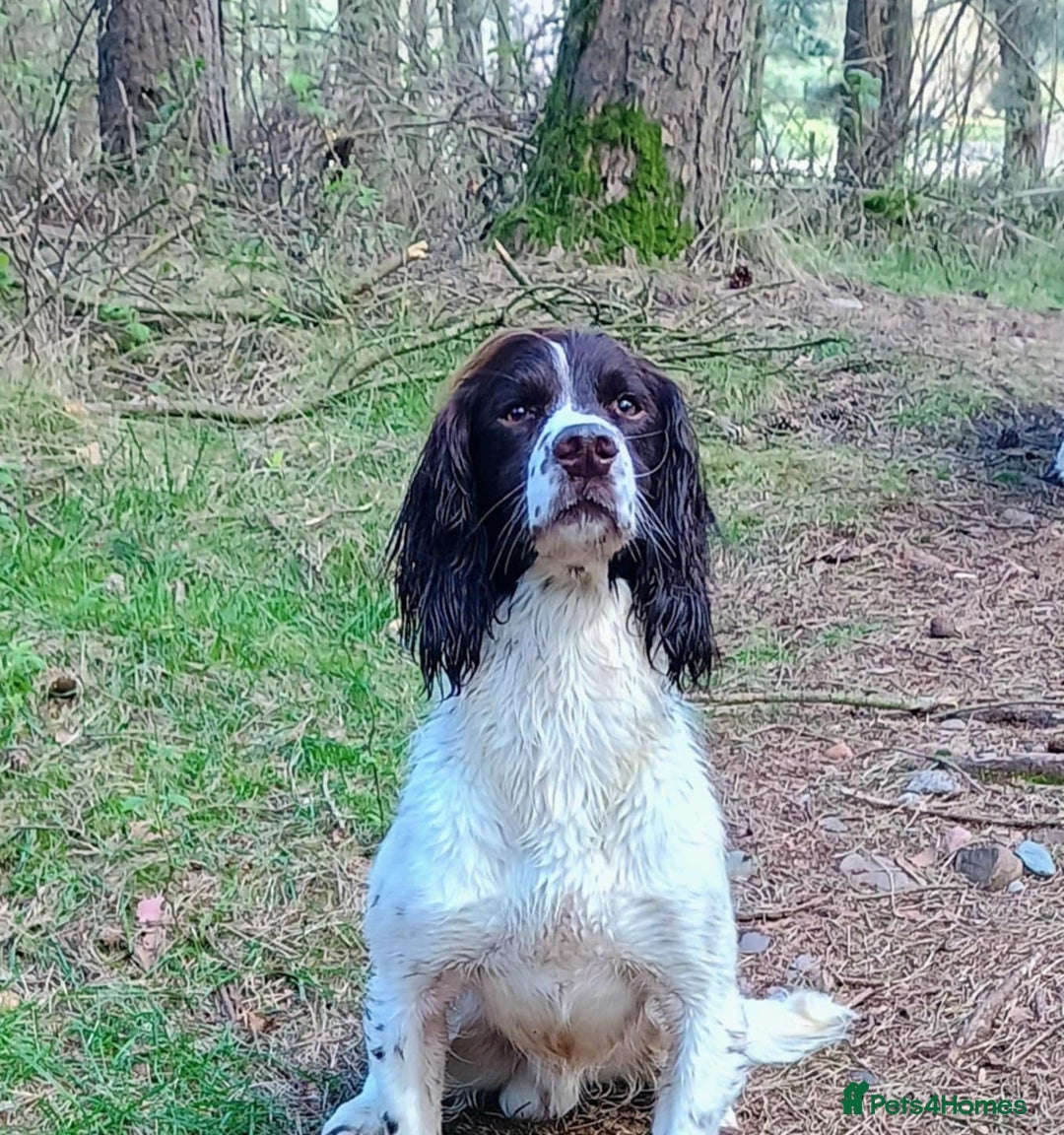 English Springer Spaniel dogs for sale: KC registered, English Springer Spaniel puppies  - Image 12