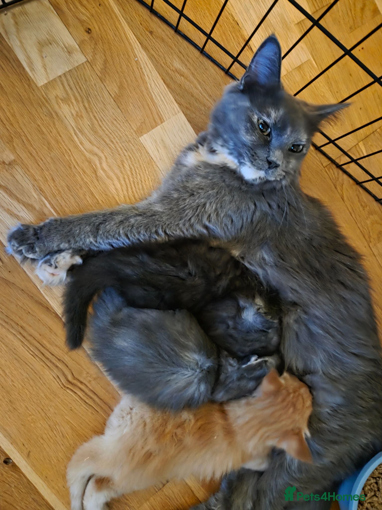Maine Coon cats Gorgeous Playful Maine Coon x Ragdoll Mix Kittens - Advert 2