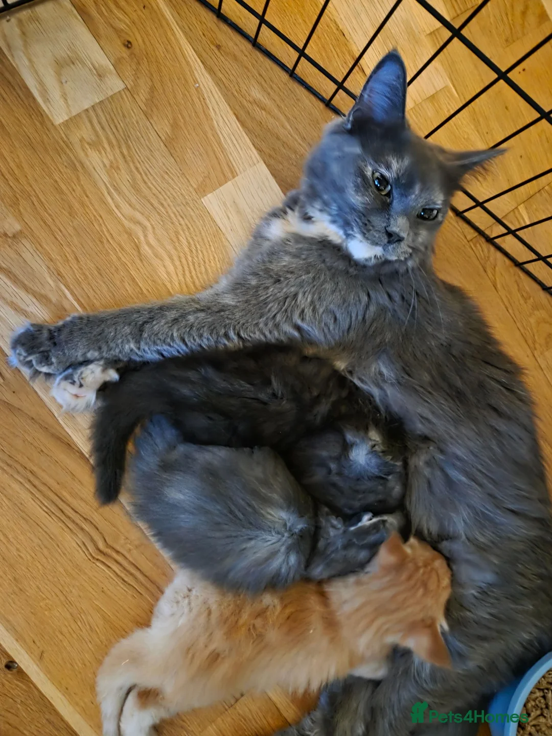 Maine Coon cats for sale: Gorgeous Playful Maine Coon x Ragdoll Mix Kittens - Advert 1