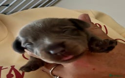 Mixed Breed dogs for sale: French bulldog x daschund - Image 33