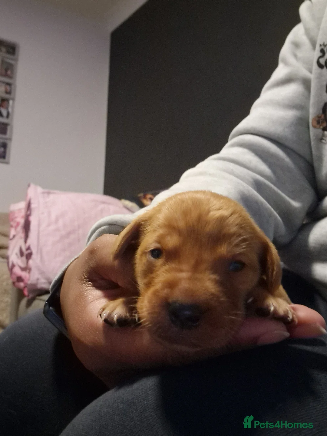 Labrador Retriever dogs for sale: Ready Now! Beautiful Red Fox Labrador Puppies - Advert 34