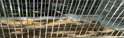 Cockatiels birds for sale: Young beautiful and healthy cocktails and budgies  - Advert 10