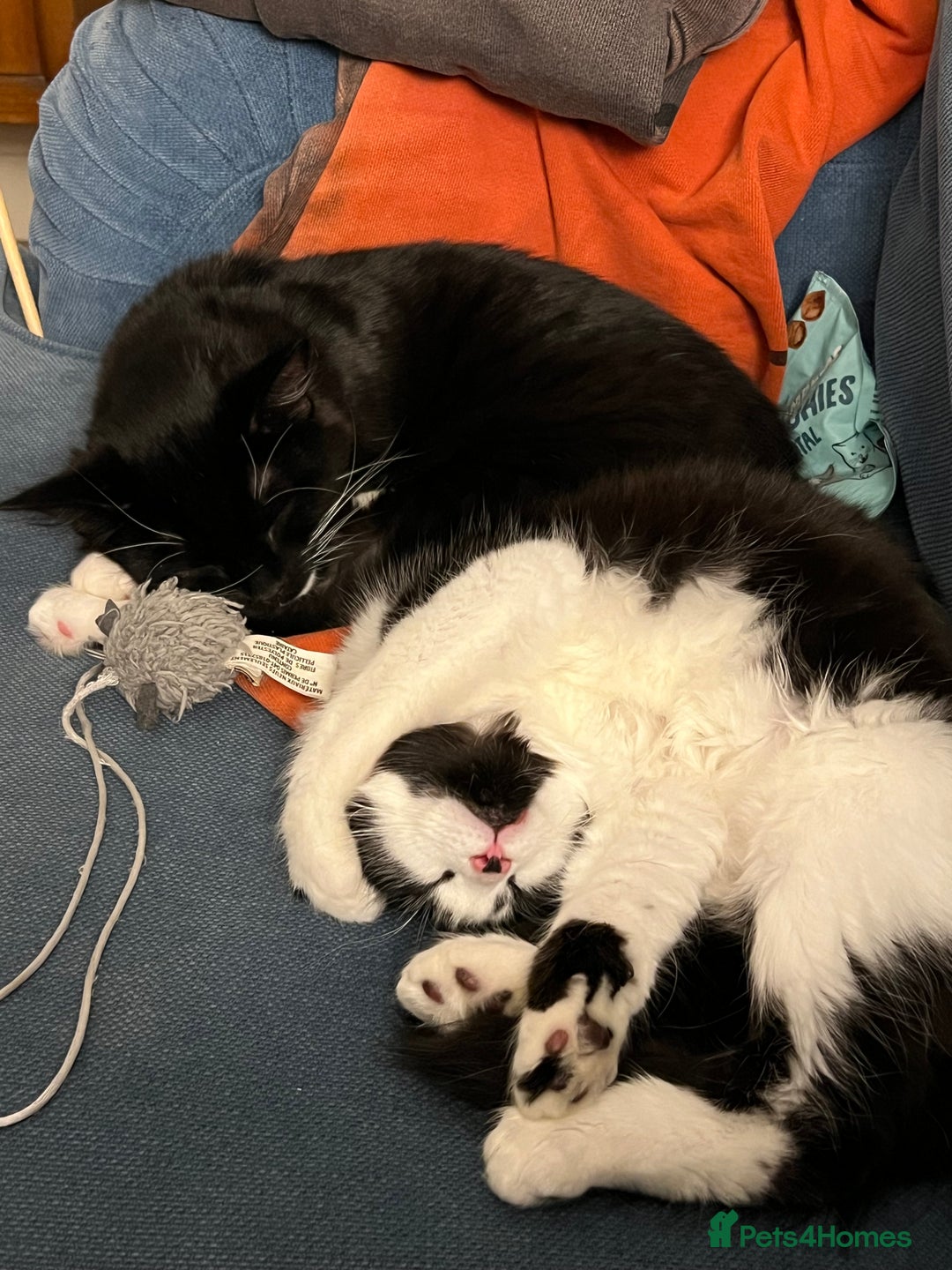 Mixed Breed cats for sale: Sweetest Bonded 6 month kittens (brother & Sister) - Advert 3