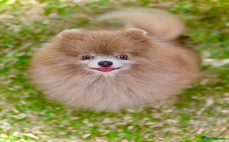 Pomeranian dogs in Rotherham - Advert 19