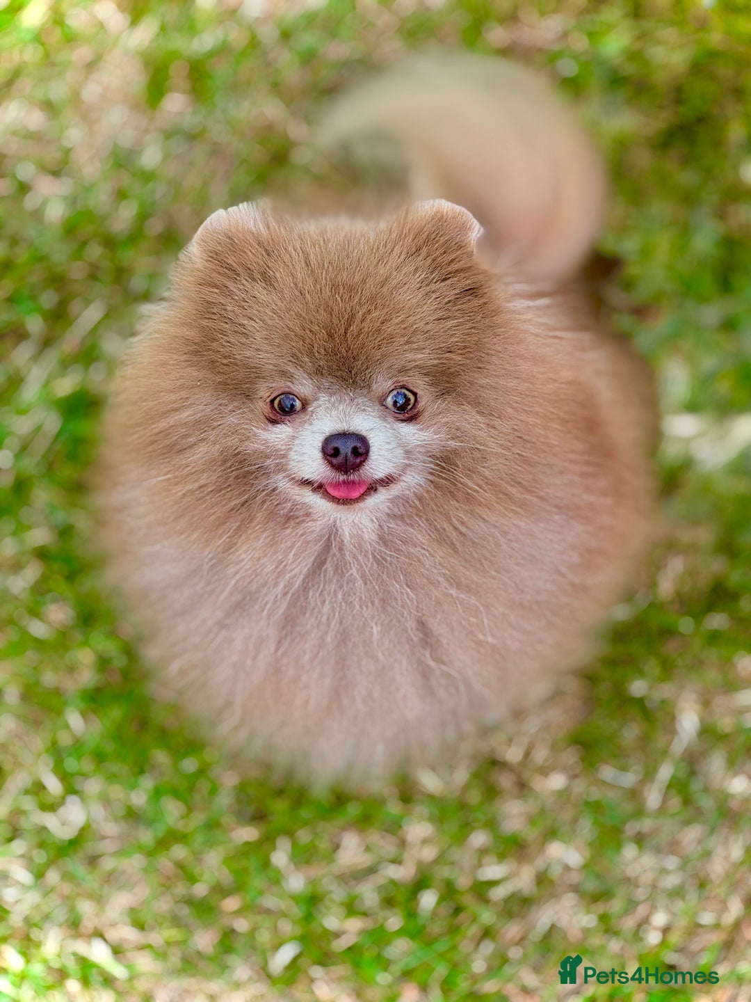 Pomeranian dogs for stud: Solid Lilac Tiny 1.8kg Stud Dog DNA health tested in Rotherham - Image 1