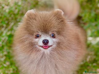 Pomeranian dogs Solid Lilac Tiny 1.8kg Stud Dog DNA health tested in Rotherham - Advert 16