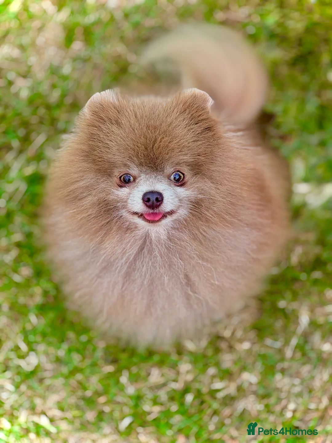 Pomeranian dogs for stud: Solid Lilac Tiny 1.8kg Stud Dog DNA health tested in Rotherham - Advert 1