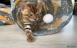 Toyger cats for sale: Full Pedigree Toyger Kittens Last Litter of 2025 - Image 13