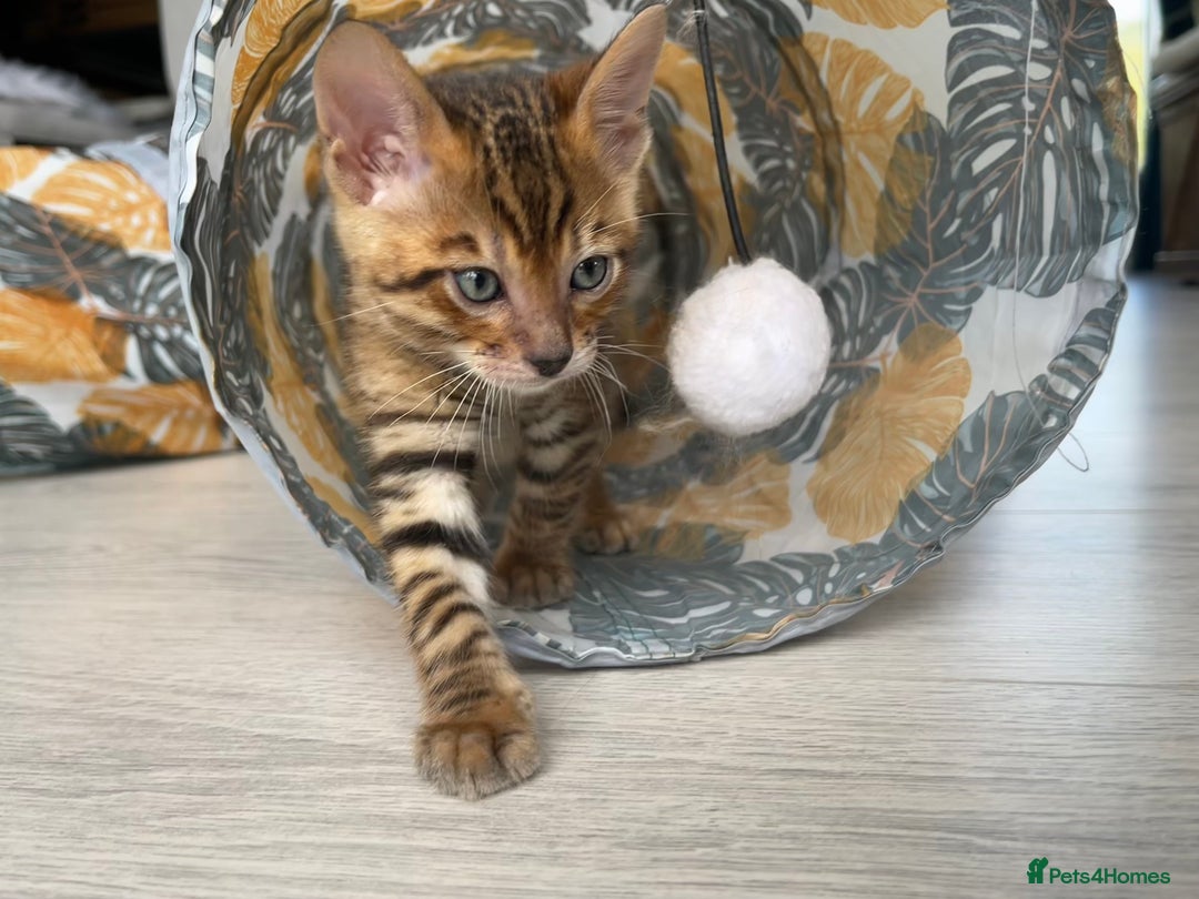 Toyger cats for sale: Full Pedigree Toyger Kittens Last Litter of 2025 - Image 13