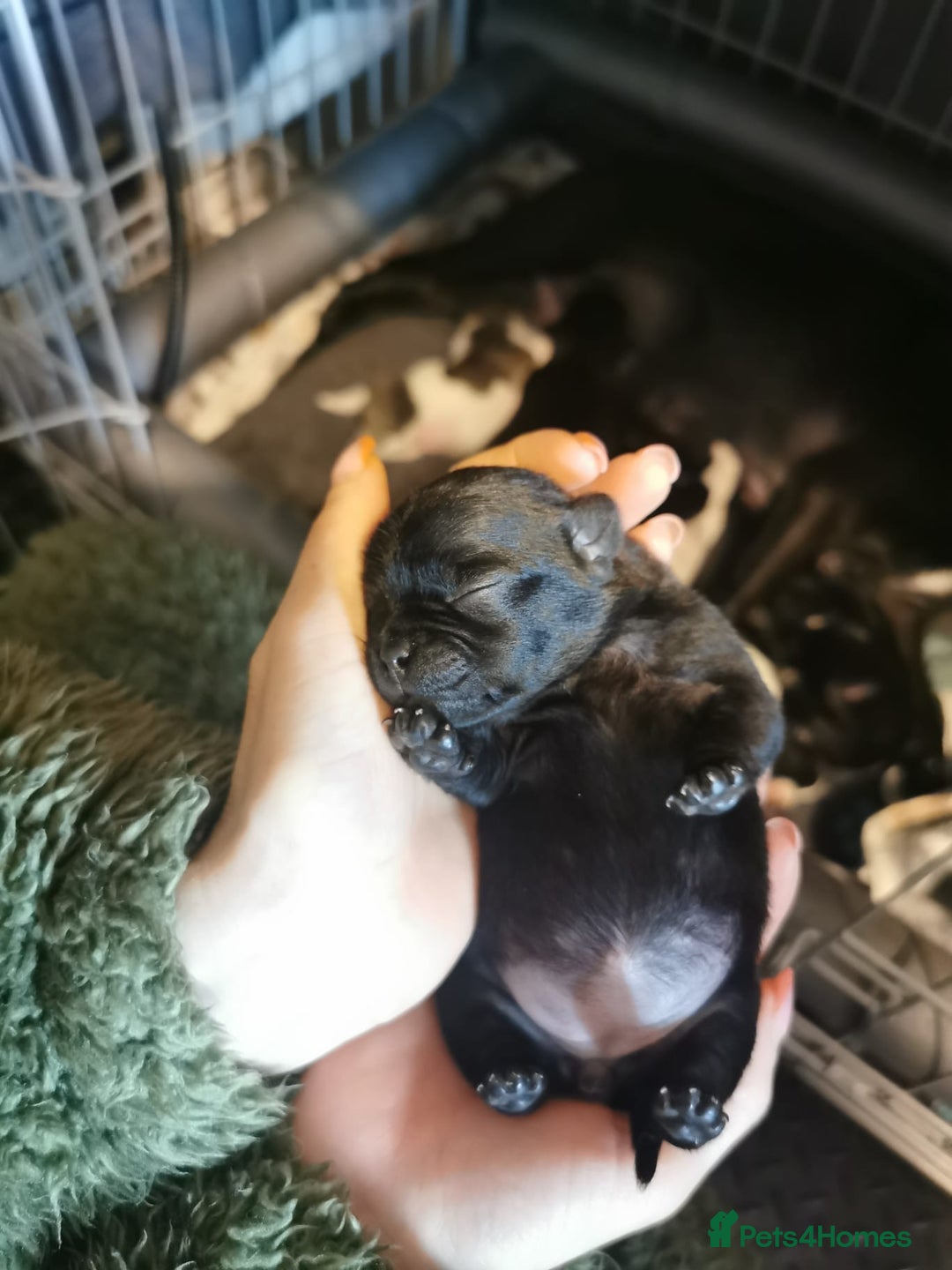 Jug dogs for sale: Beautiful jug puppies looking for forever home - Advert 1