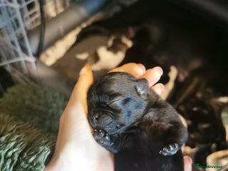 Jug dogs Beautiful jug puppies looking for forever home - Advert 3