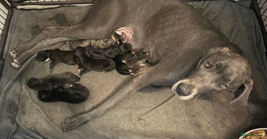 Mixed Breed dogs - Advert 6