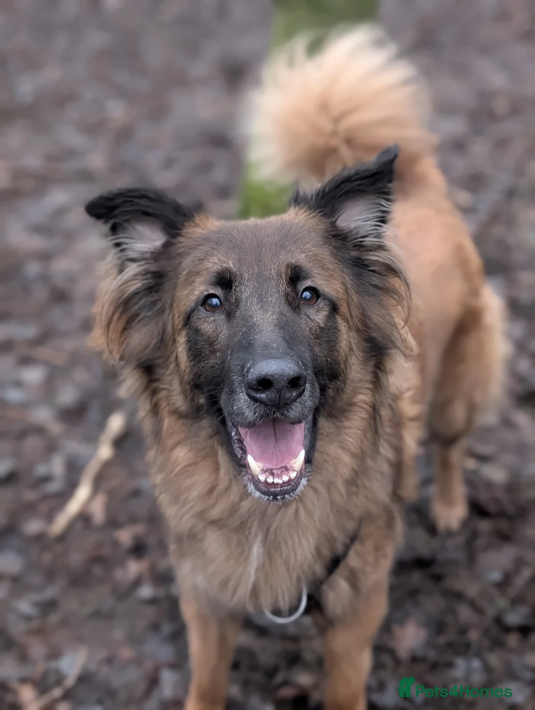 German Shepherd dogs for adoption: Biggie - Advert 4