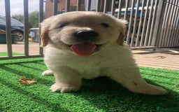 Golden Retriever dogs for sale: Golden Retriever Puppy 3 - Beautiful, pedigree Golden Retriever puppies - Image 1