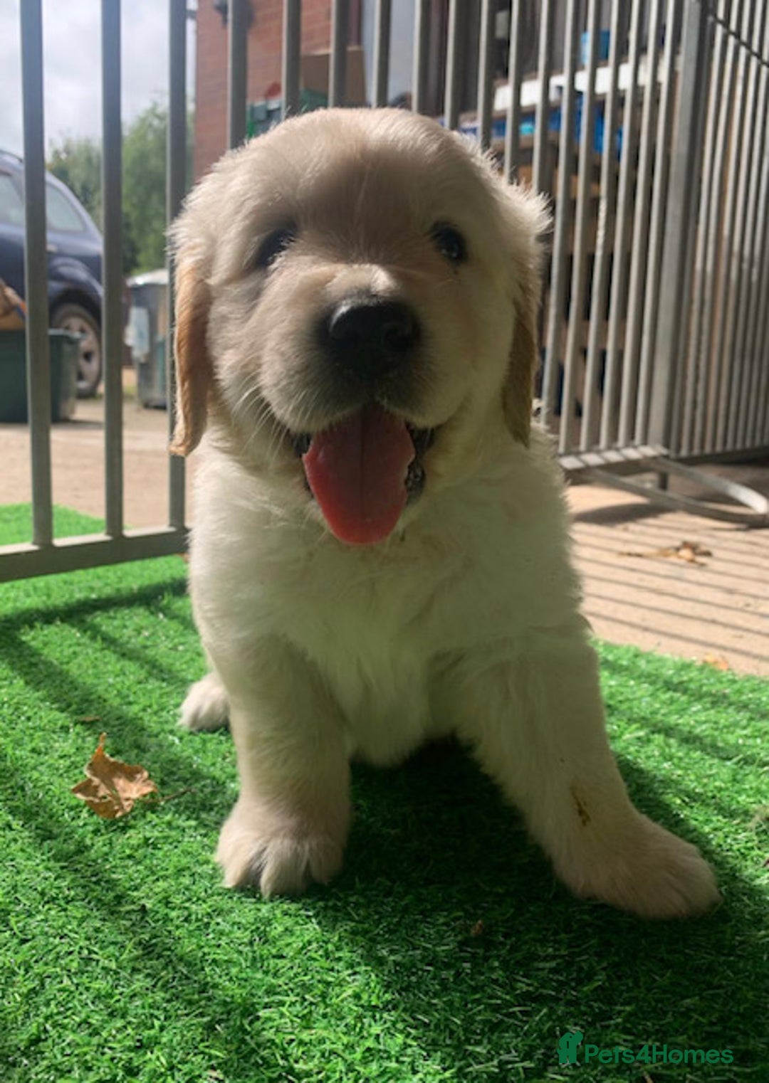 Golden Retriever dogs for sale: Golden Retriever Puppy 3 - Beautiful, pedigree Golden Retriever puppies - Image 1