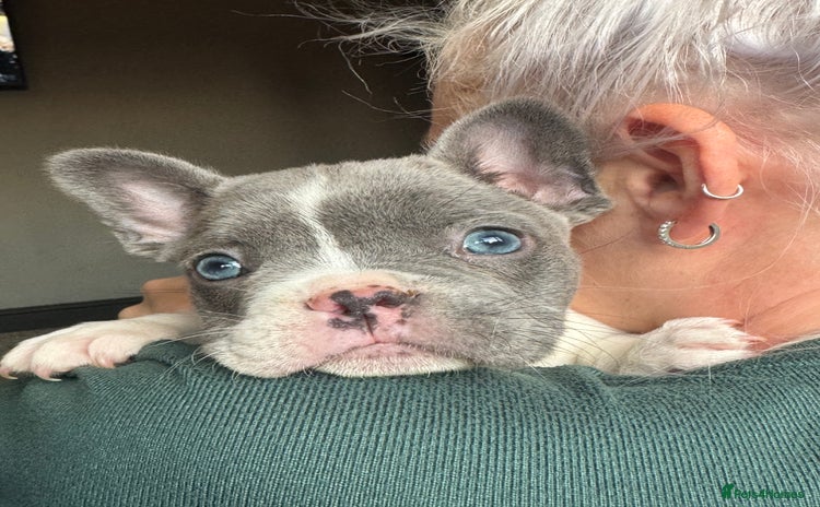 French Bulldog dogs - Advert 10