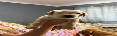 Labrador Retriever 5
