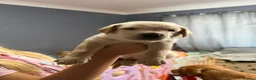 Labrador Retriever dogs for sale: Labrador  - Advert 2