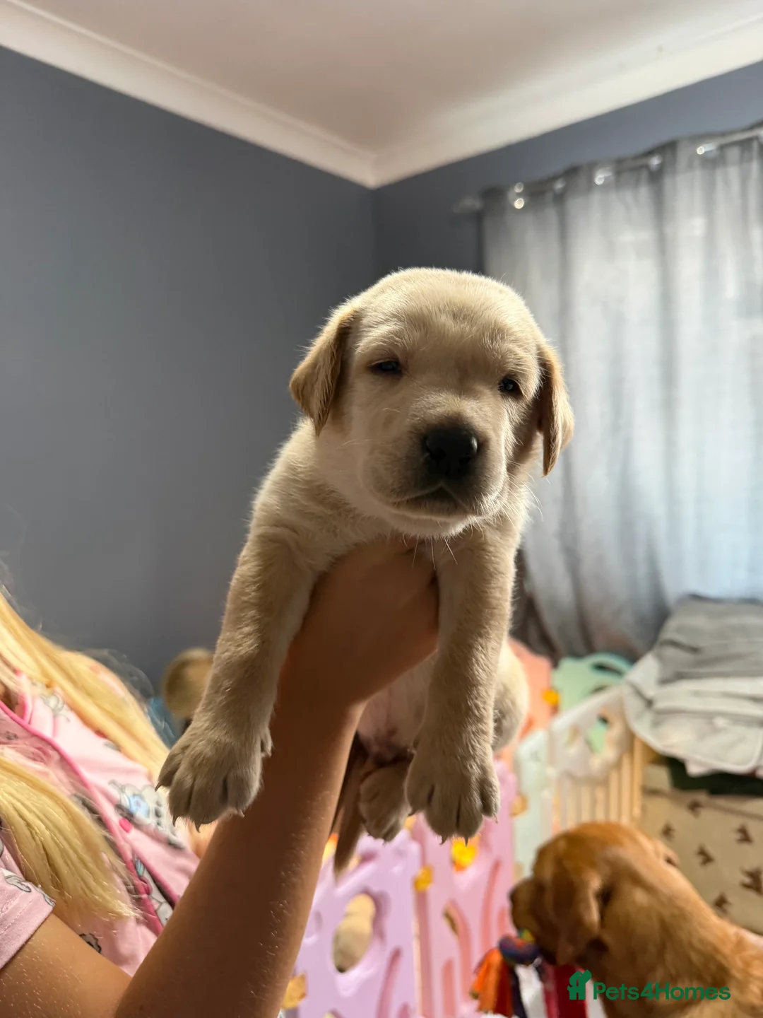 Labrador Retriever dogs for sale: Labrador  - Advert 2