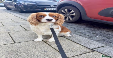 Cavalier King Charles Spaniel dogs lovely girls available - Advert 3