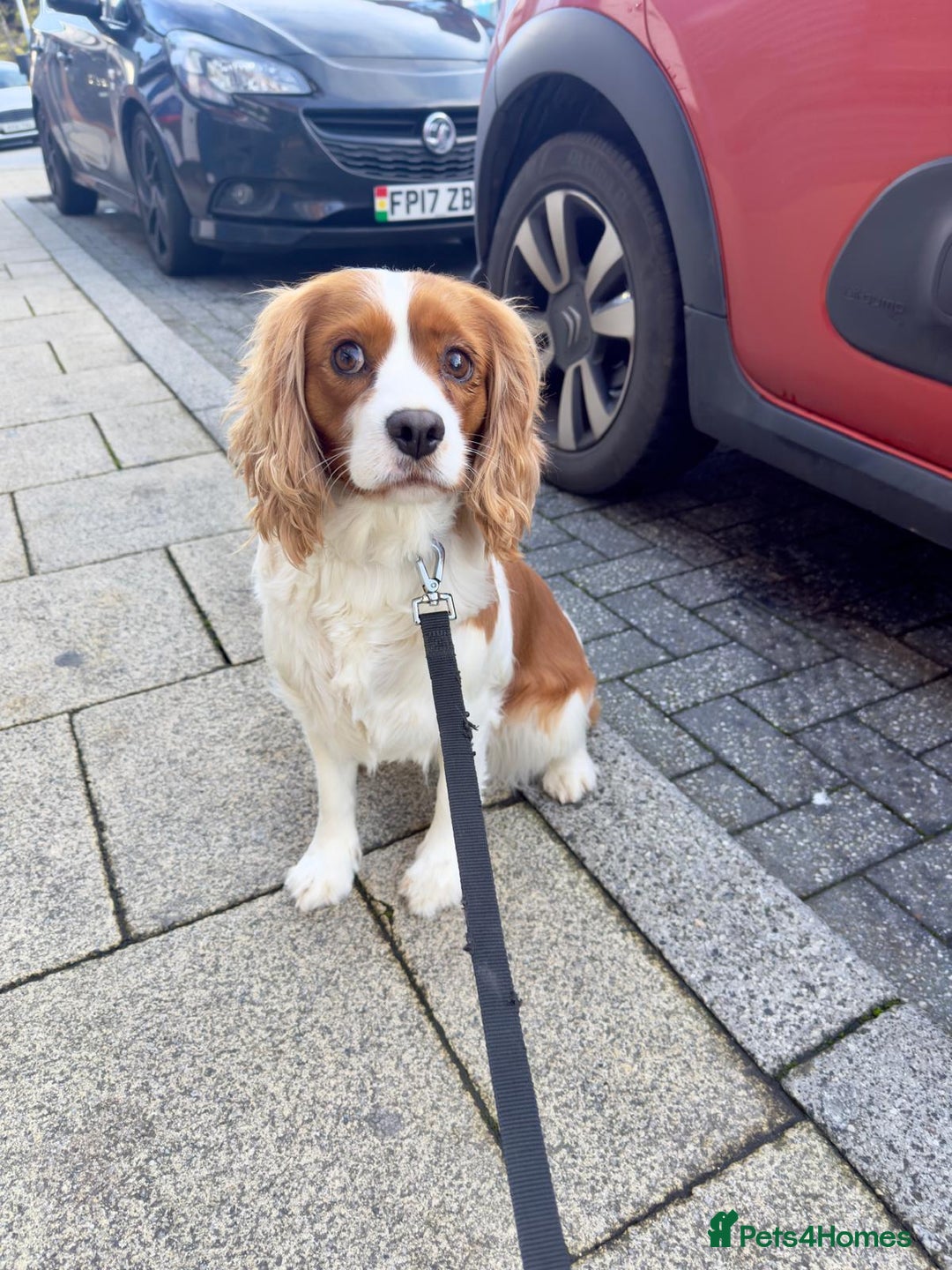 Cavalier King Charles Spaniel dogs for sale: lovely girls available - Advert 3