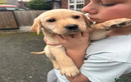 Labrador Retriever dogs for sale: Labrador puppies - Image 5