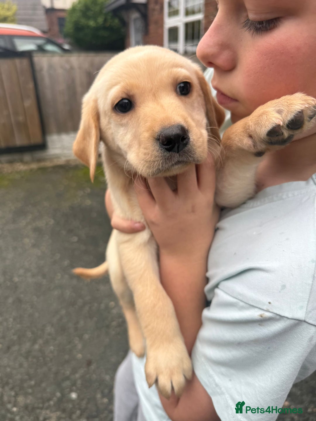 Labrador Retriever dogs for sale: Labrador puppies - Image 5
